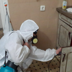 Дезинфекция от муравьев в квартире в Гусь-Хрустальном